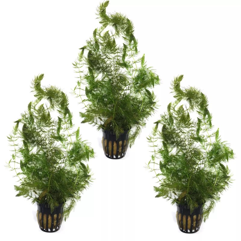 3 POTS HORNWORT PACK (Ceratophyllum
