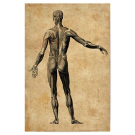 artboxONE Poster 30 x 20 cm Human Anatomy II Picture Human Anatomy Human Anatomy Biology