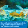 API GOLDFISH CARE PACK Aquarium Water Conditioner 1.25-Ounce Bottle |