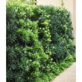 Podocarpus Macrophyllus I 1 Large Gallon Size Plant I Japanese Yew I Live Evergreen Yew Pine - Perfect for Landscaping and Privacy Screens