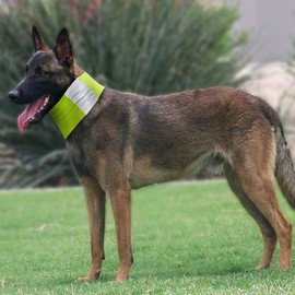 NACOCO Reflecting Dog Scarf Bandana Pet Neck Gaiter Safety Neon Teddy Golden Retriever Triangular Binder Fluorescence Collar (L, Yellow)