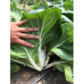 TomorrowSeeds - Large White Stem Bok Choy Seeds - 1000+ Count - for 2025 Planting Pak Choi Pok Choy Canton Joi Choi Asian Vegetable Chinese Cabbage Spinach Grow Your Own Home Farm Patio Healthy