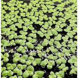 Giant Duckweed, Live Aquarium Floating Plant, Spirodela polyrhiza, 40 Plants - Buy2Get1