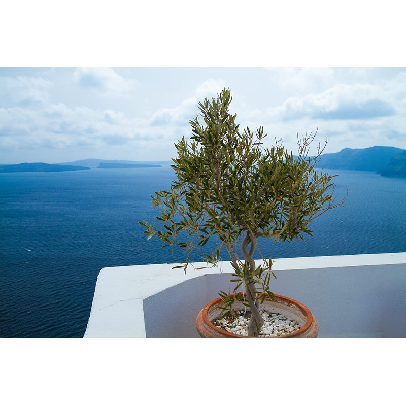 KORRES Olive & Olive Blossom feuchtigkeitsspendendes Duschgel für geschmeidige Haut,