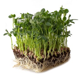 Arivka Pea Garden Seeds - 5 Lb ~11,500 Seeds - Non-GMO Green Pea Seed - Cover Crop - AKA: Arivka Field