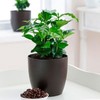22Day Seeds: Seeds Arabian Coffee Tree/Coffea Arabica/Perennial Tree