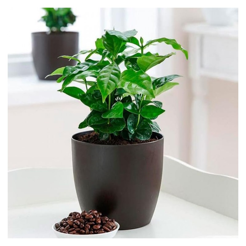 22Day Seeds: Seeds Arabian Coffee Tree/Coffea Arabica/Perennial Tree