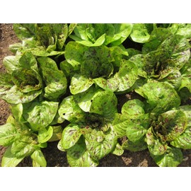 TomorrowSeeds - Freckles Romaine Lettuce Seeds - 500+ Count Packet - for 2024 Lactuca Red Speckled Freckled Green Leaf Salad Green Cos Spinach Non