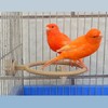 FOIBURELY 2 Ring Plastic Stand Perches Holders Canary Finch Budgie