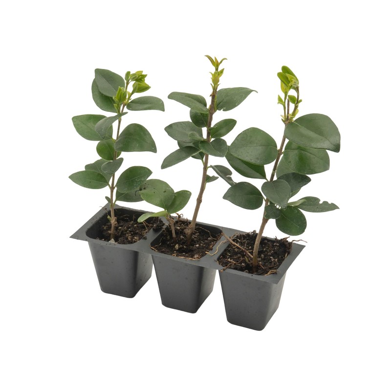 3 Waxleaf Privet, Live Plants (Ligustrum Japonicum 'Texanum') – Vibrant