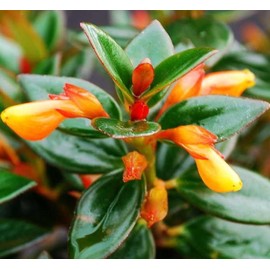 Live Goldfish Plant - Columnea Nematanthus Plant - 4 Inch Pot