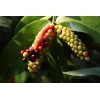 CZ Grain 5 Rare Seeds of Bignay, Buni, Salamander Tree