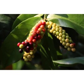 CZ Grain 5 Rare Seeds of Bignay, Buni, Salamander Tree - Antidesma bunius