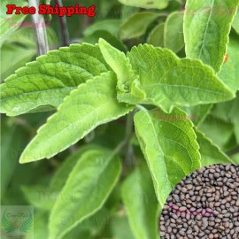 Treevale Holy Basil Green Leaf, Green Thai Basil, Tulsi Basil SEEDS | NON-GMO, Organic - 10k Seeds ~1/2 oz W/Tracking