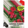 Seed Needs Cardinal Climber Seeds for Planting Ipomoea - Heirloom