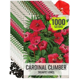 Seed Needs Cardinal Climber Seeds for Planting Ipomoea - Heirloom & Open Pollinated Climbers to Attract Pollinators and Provide Natural Privacy (10 Packs)