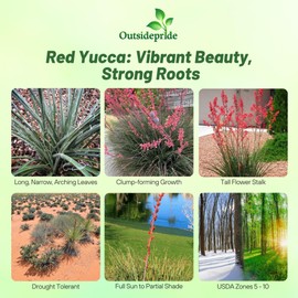 Outsidepride Red Yucca Seeds for Planting - 25 Pcs Drought Tolerant Flower Seeds with Evergreen Foliage & Pollinator-Friendly Flowers, for Xeriscaping, Dry or Sandy Landscapes