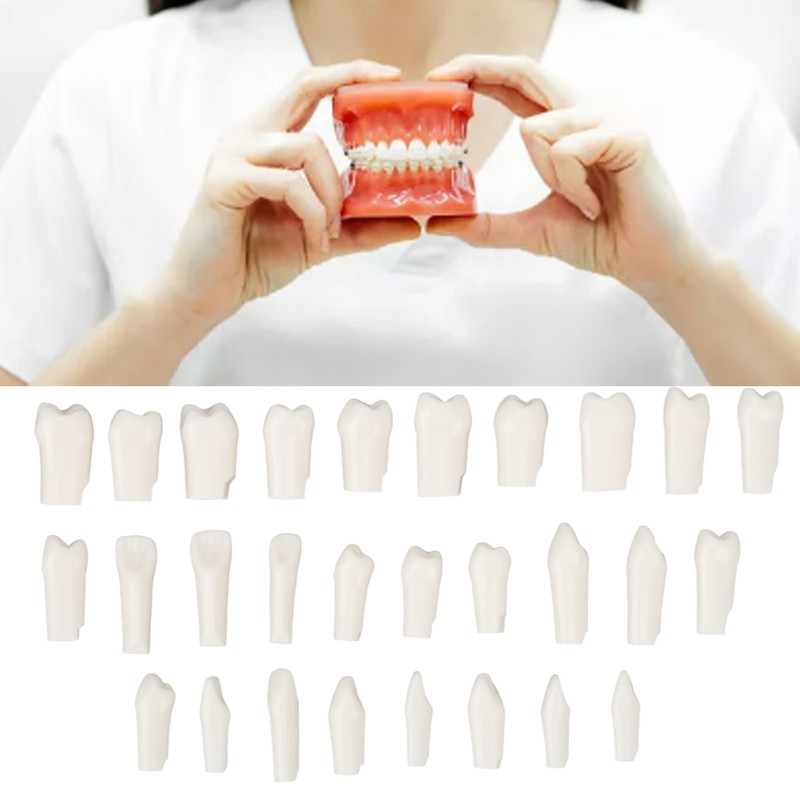 28Pcs Removable Teeth Piece Durable Plastic Removable Design False Teeth