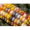 Glass Gem Corn Seeds (200 Seeds) - USA Grown by