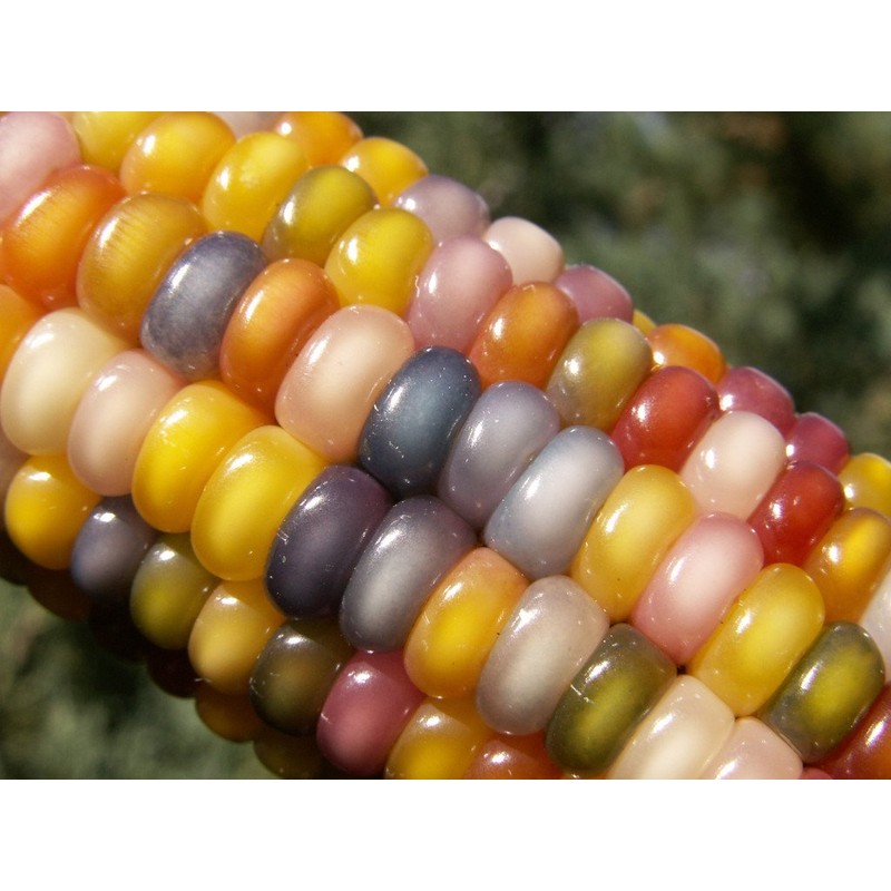 Glass Gem Corn Seeds (200 Seeds) - USA Grown by