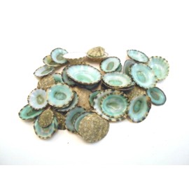 25 Emerald Green Mexican Limpet Shells (1/2-1") Beach Crafts Coastal Decor