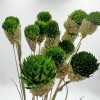 Bergamo Art Bundle of 4 Dried Gomphrena Globosa 22-24" long