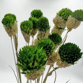 Bergamo Art Bundle of 4 Dried Gomphrena Globosa 22-24" long in Dark Green