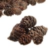 Pine Cones | 150 Small Pine Cones 3/4"-1 1/4" |