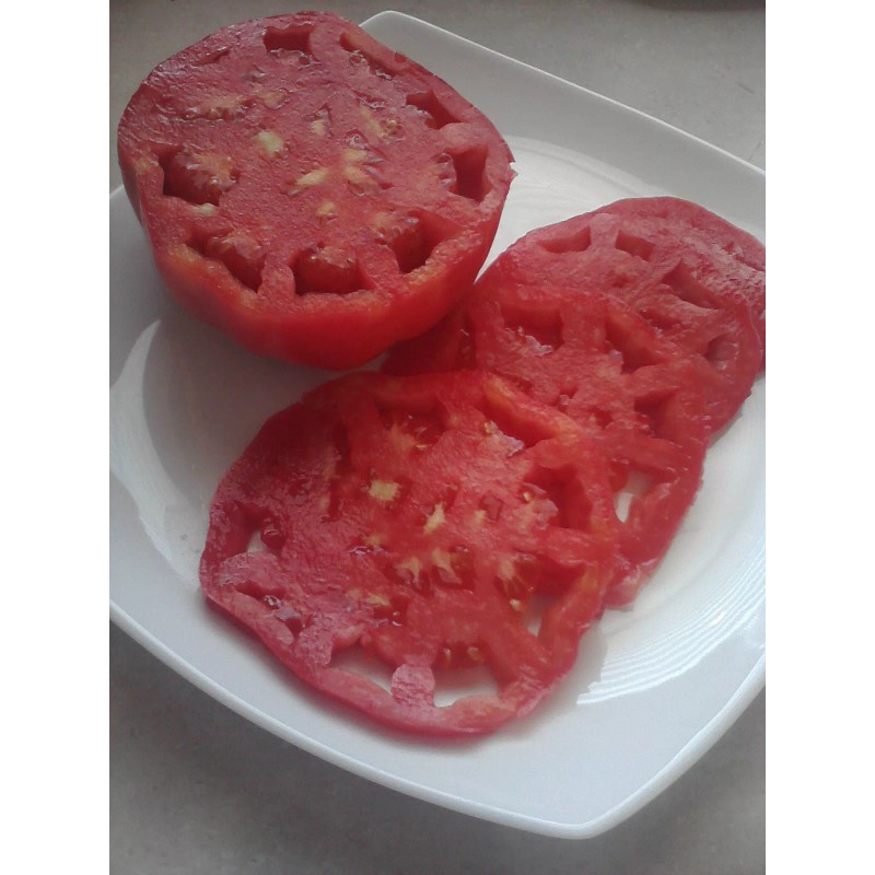 BEHEMOTH GIANT TOMATO * LARGEST FRUIT * HEAVY YIELDING PLANTS