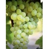 Grape Plant With Pot 10” Cutting Vine Sweet Seedless Ready