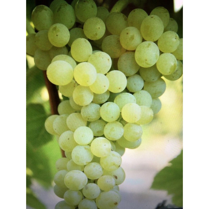 Grape Plant With Pot 10” Cutting Vine Sweet Seedless Ready