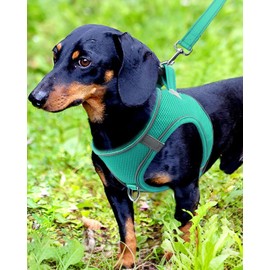 Joytale Small Dog Harness, Breathable Mesh Step-in Vest, Reflective Soft Padded Harnesses for Small and Medium Dogs, Teal, M