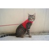 Mynwood Cat Jacket/Harness Red Fleece Kitten up to 8month