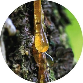 Living Libations Pine Tar, 5ml