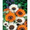 Seeds4planting - Seeds Cape Daisy Mix Vibrant Venidium Annual Flowers
