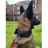 Collar Táctico Para Perro Con Parche De Datos Personalizado