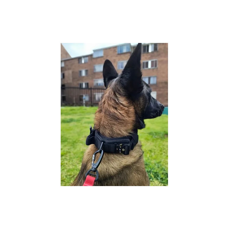 Collar Táctico Para Perro Con Parche De Datos Personalizado