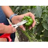 Ars Corporation YS-38 Vegetable Harvesting Shears, Round End, Stainless Steel