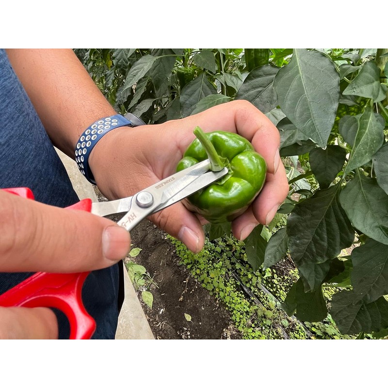 Ars Corporation YS-38 Vegetable Harvesting Shears, Round End, Stainless Steel