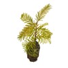 The Jonsteen Company Dawn Redwood | Medium Tree Seedling |