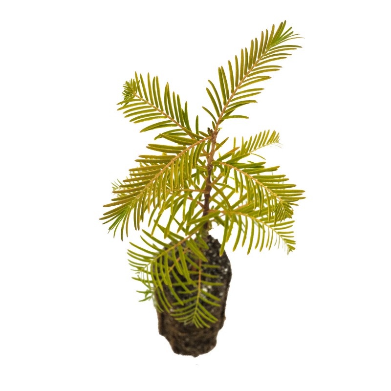 The Jonsteen Company Dawn Redwood | Medium Tree Seedling |