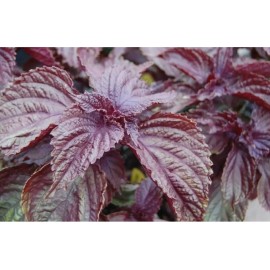 Seed-Top 200 Purple Shiso Seeds Perilla frutescens, Asian Culinary Chinese basil Red Mint