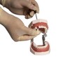 FUREIN SMILE Dental Typodont Teeth Model - Practice Dentist Tooth