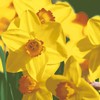Servietten Frühling 20 Natural Daffodil Flowers Easter Table Decoration 33