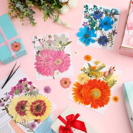 Nuanchu Pressed Flowers Bulk Dried Flower for Crafts, Dried Flower Leave Natural with Tweezer for Resin Mold Scrapbooking DIY (Sweet Style)