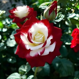 JQBay Unique Heirloom Twin Roses Seeds - 20pcs Non-GMO with Stunning Sunset