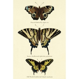 Moths and Butterflies Journal: Lined Notebook