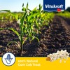 Vitakraft Mini-Pop Corn Cob Bird Treat 6 Ounce (Pack of