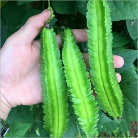 Pan-Asia Heirloom USA 50 WINGED BEAN seeds; Dara dham bala Four Angled bean Manila/Goa/Dra
