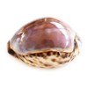 Large Purple Top Tiger Cowrie Shells Seashell 3" Beach Crafts